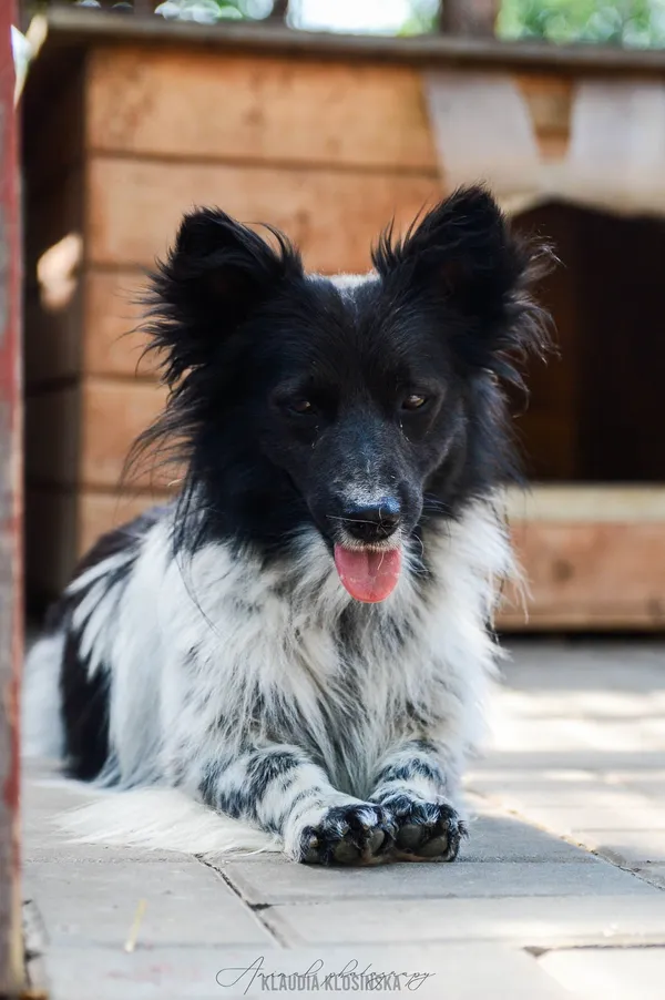 Oddam psa, Kazimierzowo, 22 stycznia 2026 (5/6)