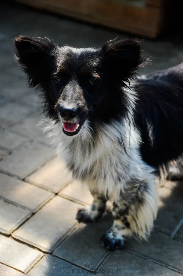 Oddam psa, Kazimierzowo, 22 stycznia 2026 (6/6)