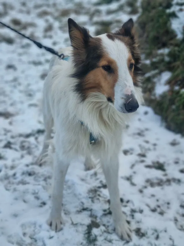 Pies do adopcji, Żywiec, 21 stycznia 2026 (1/5)