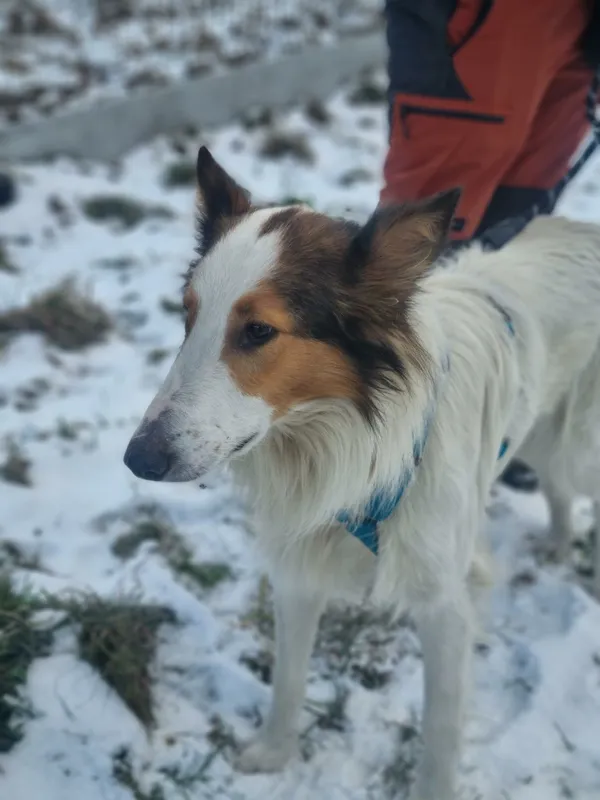 Pies do adopcji, Żywiec, 21 stycznia 2026 (2/5)