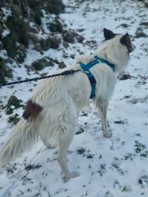 Pies do adopcji, Żywiec, 21 stycznia 2026 (5/5)