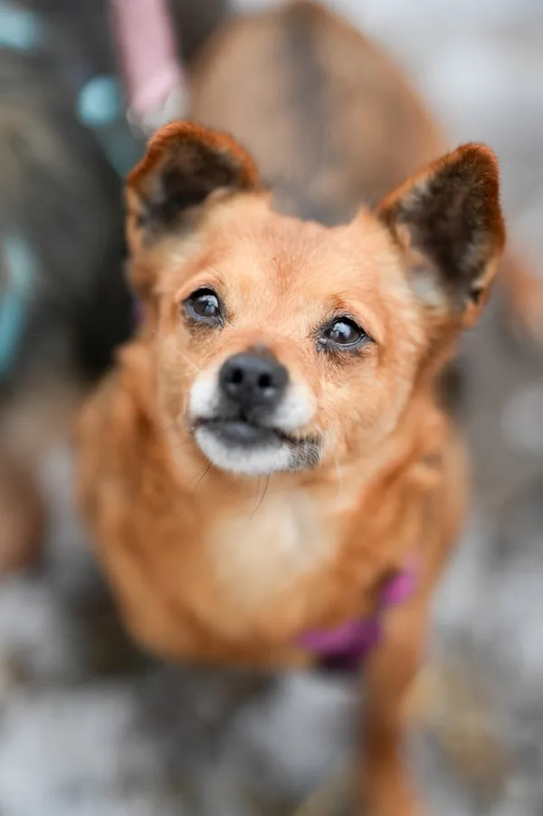 Znaleziono psa, Sosnowiec, 20 stycznia 2026 (1/5)