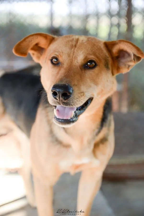 Oddam psa, Władysławowo, 22 stycznia 2026 (1/5)