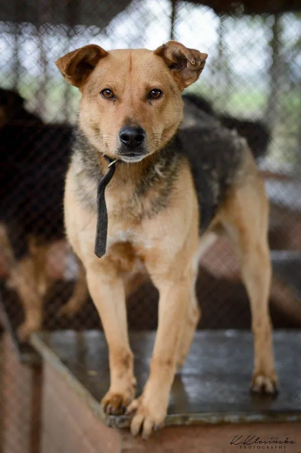 Oddam psa, Władysławowo, 22 stycznia 2026 (3/5)