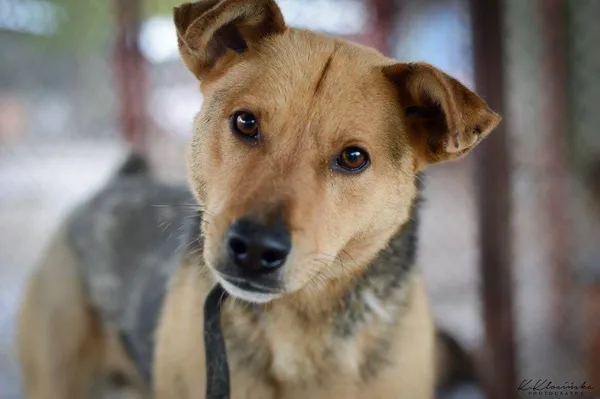 Oddam psa, Władysławowo, 22 stycznia 2026 (5/5)