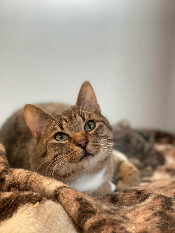 Kot do adopcji, Żywiec, 21 stycznia 2026 (1/5)