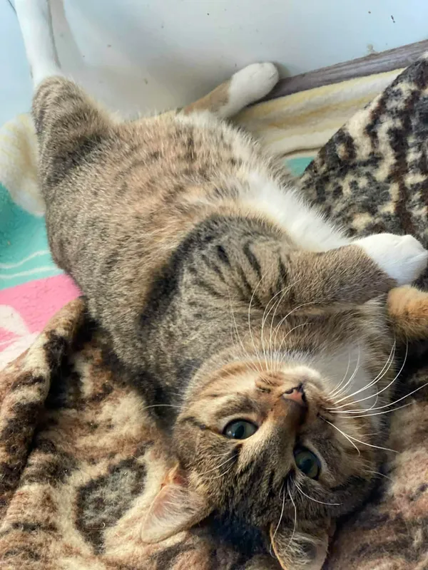 Kot do adopcji, Żywiec, 21 stycznia 2026 (3/5)