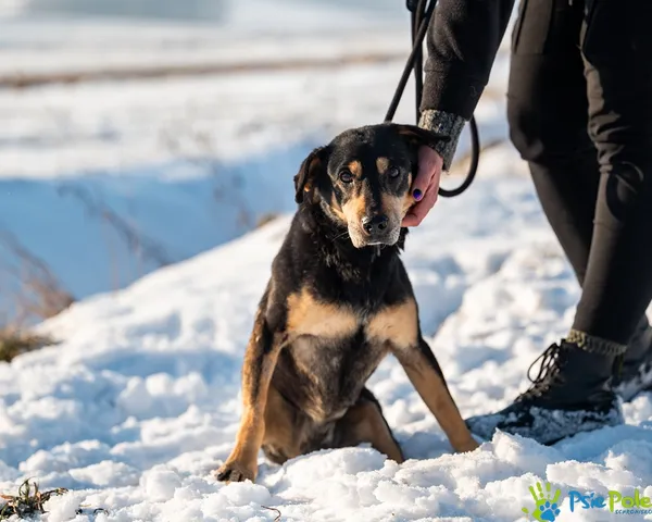 Znaleziono psa, Racławice, 14 stycznia 2026 (2/5)
