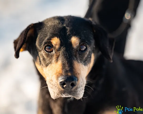 Znaleziono psa, Racławice, 14 stycznia 2026 (5/5)
