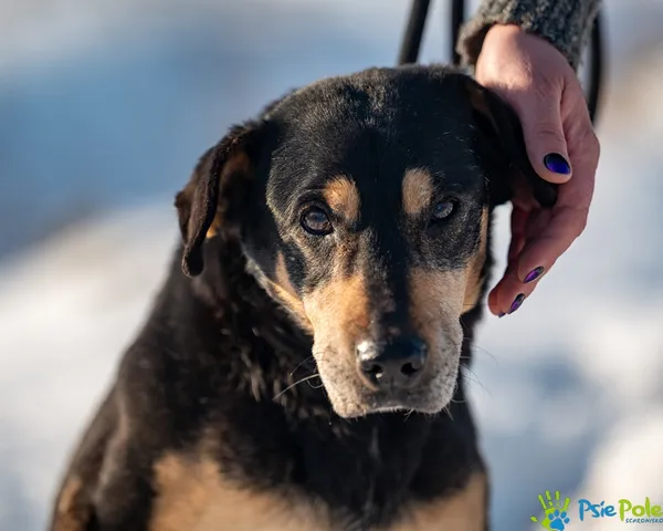 Znaleziono psa, Racławice, 14 stycznia 2026 (1/5)