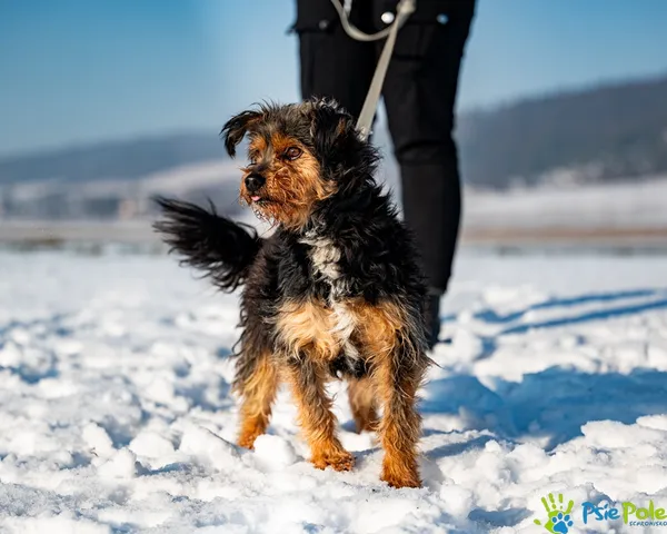 Znaleziono psa, Racławice, 14 stycznia 2026 (2/5)