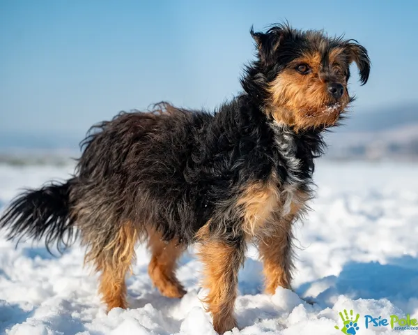 Znaleziono psa, Racławice, 14 stycznia 2026 (4/5)