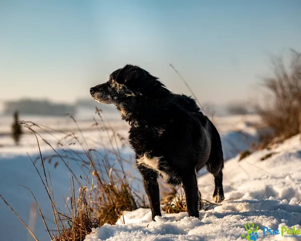 Znaleziono psa, Racławice, 13 stycznia 2026 (3/5)