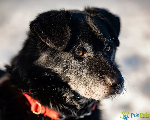 Znaleziono psa, Racławice, 13 stycznia 2026 (4/5)