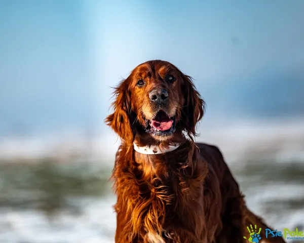 Znaleziono psa, Racławice, 13 stycznia 2026 (1/5)