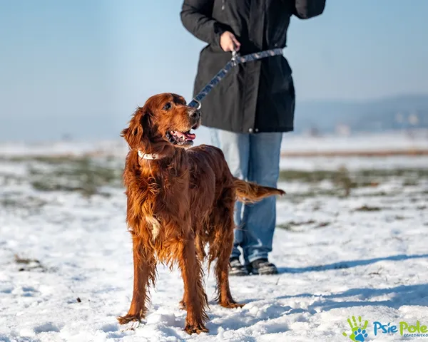 Znaleziono psa, Racławice, 13 stycznia 2026 (3/5)