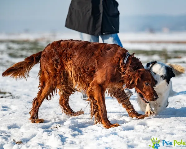 Znaleziono psa, Racławice, 13 stycznia 2026 (4/5)