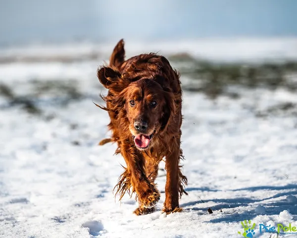 Znaleziono psa, Racławice, 13 stycznia 2026 (5/5)