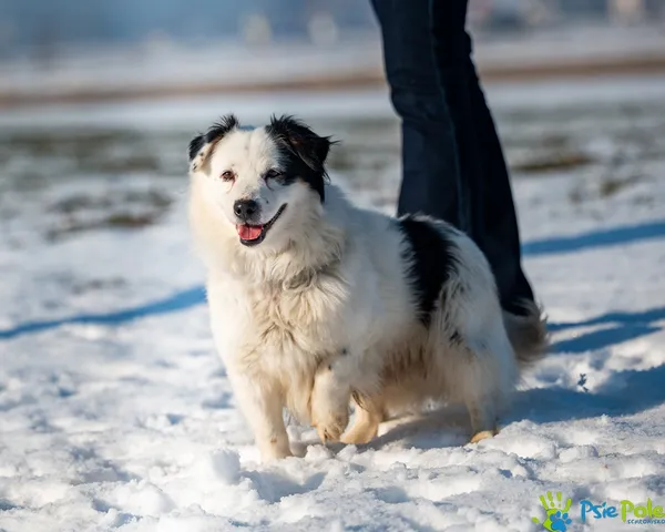 Znaleziono psa, Racławice, 13 stycznia 2026 (1/5)