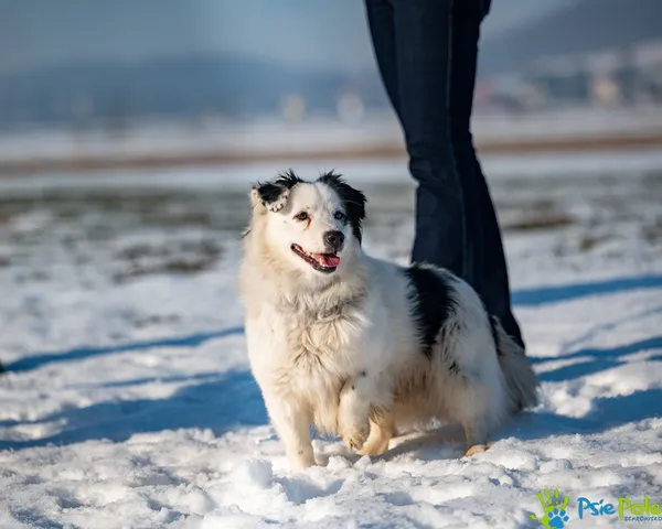 Znaleziono psa, Racławice, 13 stycznia 2026 (2/5)
