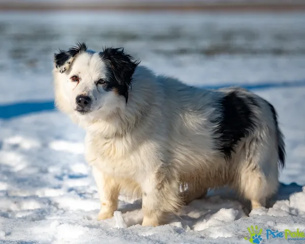 Znaleziono psa, Racławice, 13 stycznia 2026 (3/5)