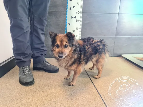 Znaleziono psa, Chełmek, 21 stycznia 2026