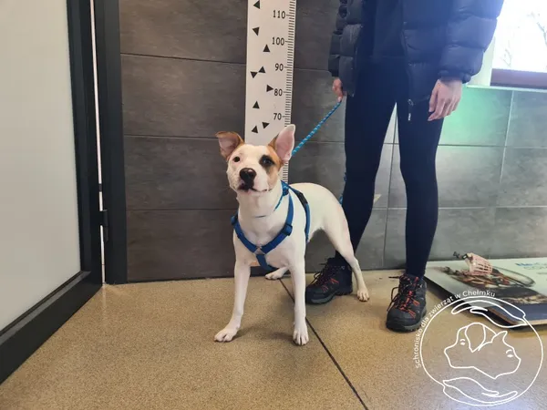 Znaleziono psa, Chełmek, 21 stycznia 2026