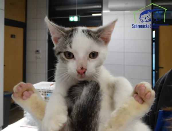 Kot do adopcji, Szczecin, 21 stycznia 2026