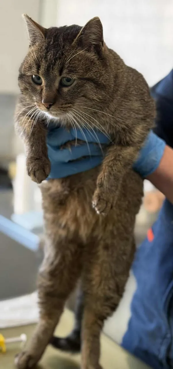 Znaleziono kota, Lublin, 20 stycznia 2026