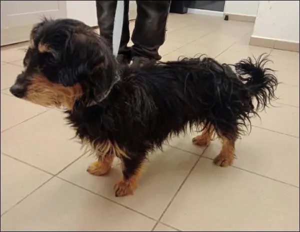 Znaleziono psa, Grudziądz, 22 stycznia 2026