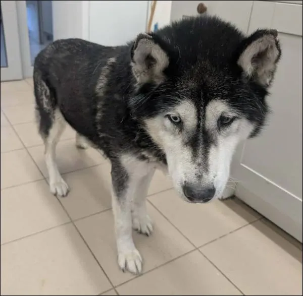 Znaleziono psa, Grudziądz, 22 stycznia 2026