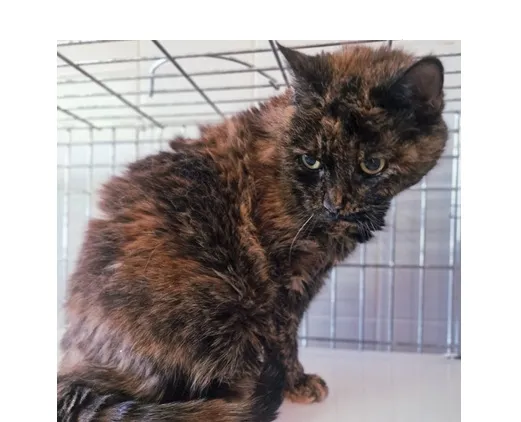 Kot do adopcji, Wrocław, 17 stycznia 2026