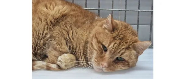 Kot do adopcji, Wrocław, 17 stycznia 2026