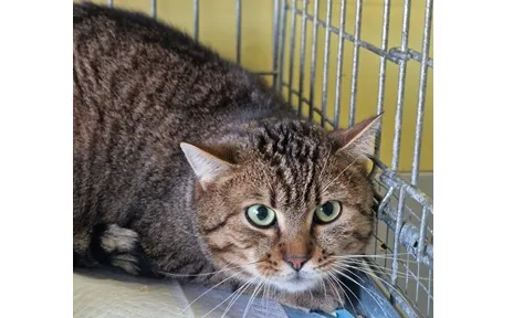 Kot do adopcji, Wrocław, 13 stycznia 2026