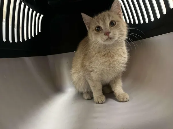 Znaleziono kota, Toruń, 20 stycznia 2026