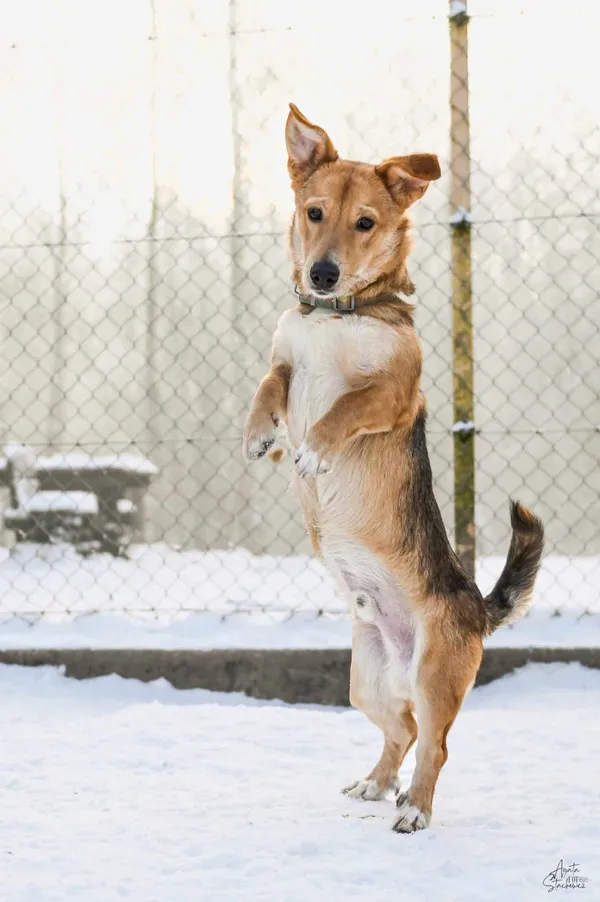 Pies do adopcji, Chojnice, 21 stycznia 2026 (1/4)