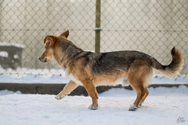 Pies do adopcji, Chojnice, 21 stycznia 2026 (3/4)
