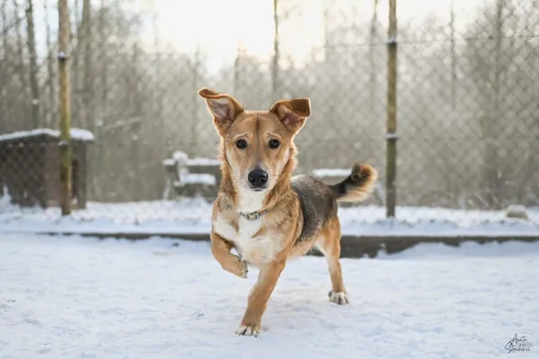 Pies do adopcji, Chojnice, 21 stycznia 2026 (4/4)