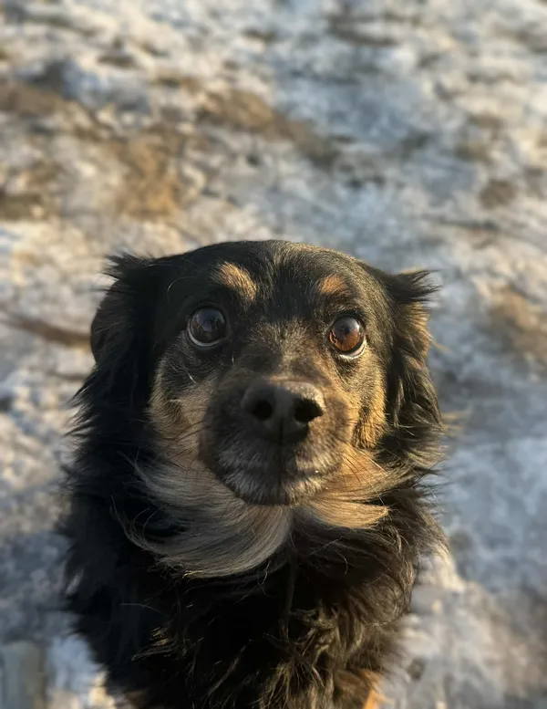 Pies do adopcji, Bydgoszcz, 21 stycznia 2026 (1/5)