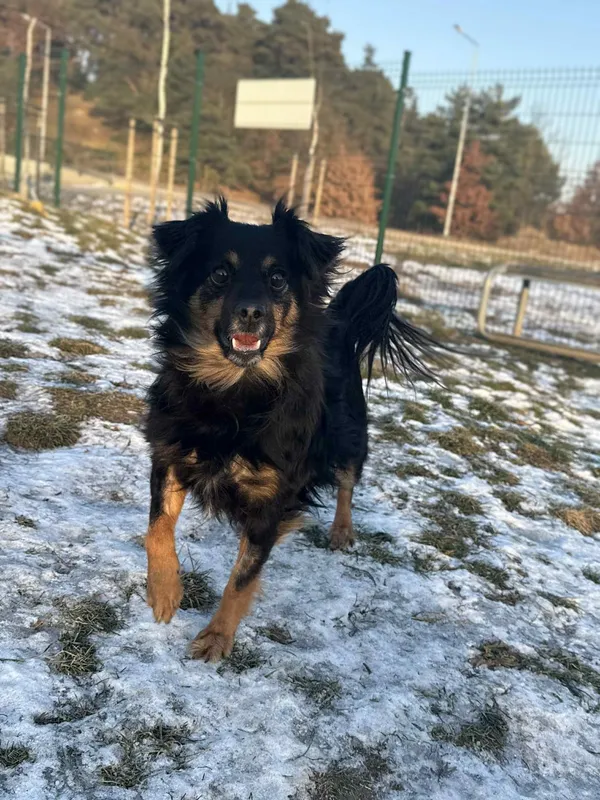 Pies do adopcji, Bydgoszcz, 21 stycznia 2026 (2/5)