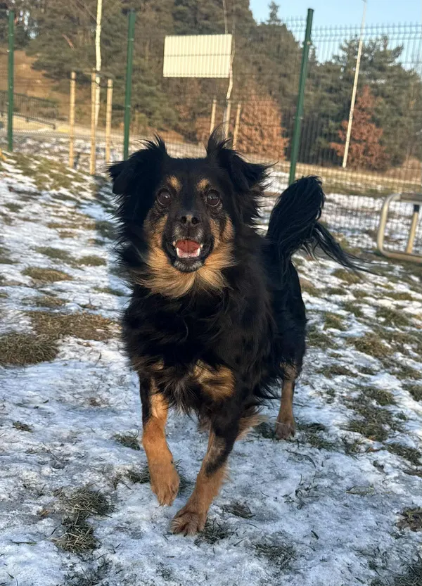 Pies do adopcji, Bydgoszcz, 21 stycznia 2026 (3/5)