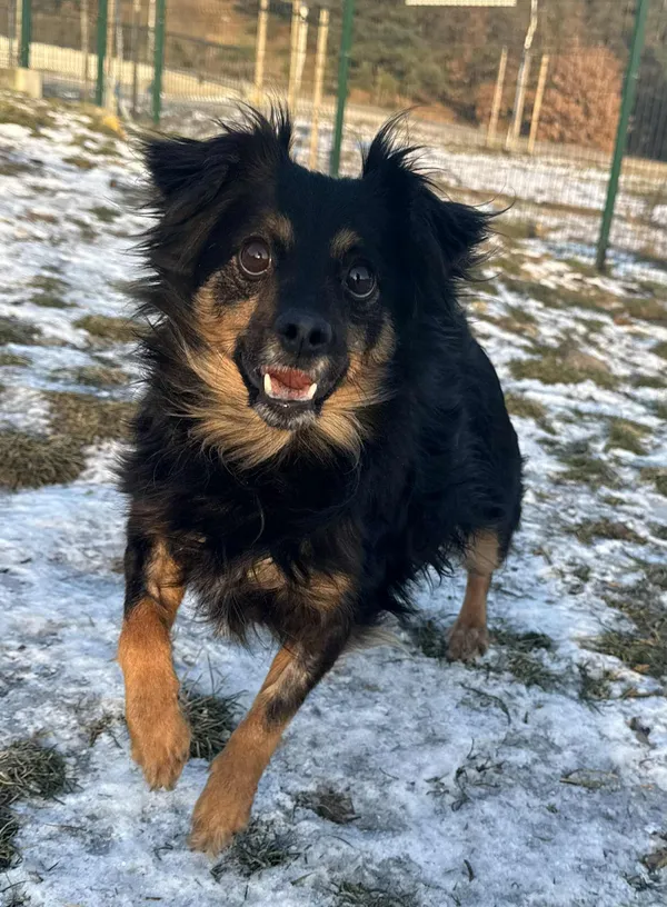 Pies do adopcji, Bydgoszcz, 21 stycznia 2026 (4/5)