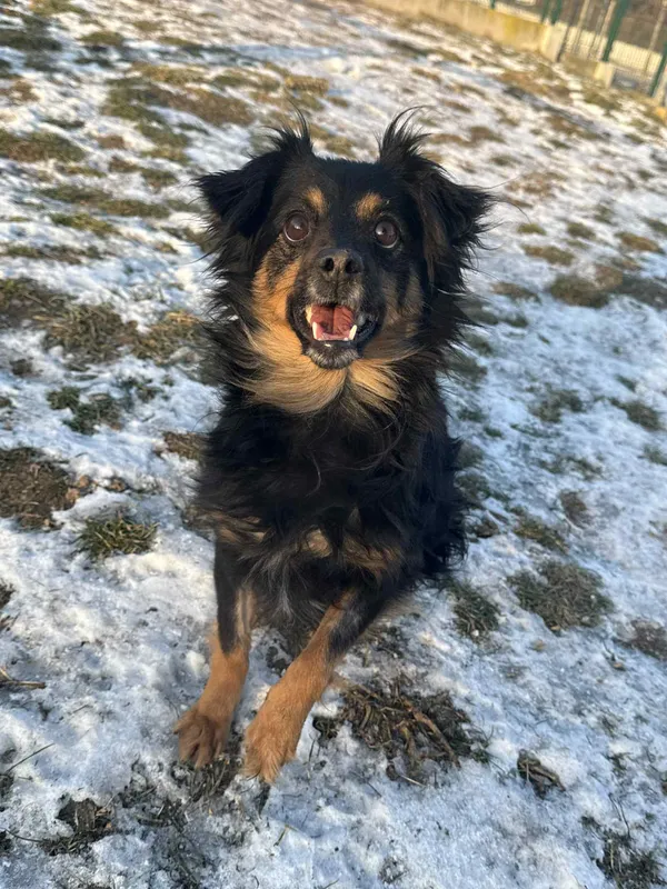 Pies do adopcji, Bydgoszcz, 21 stycznia 2026 (5/5)