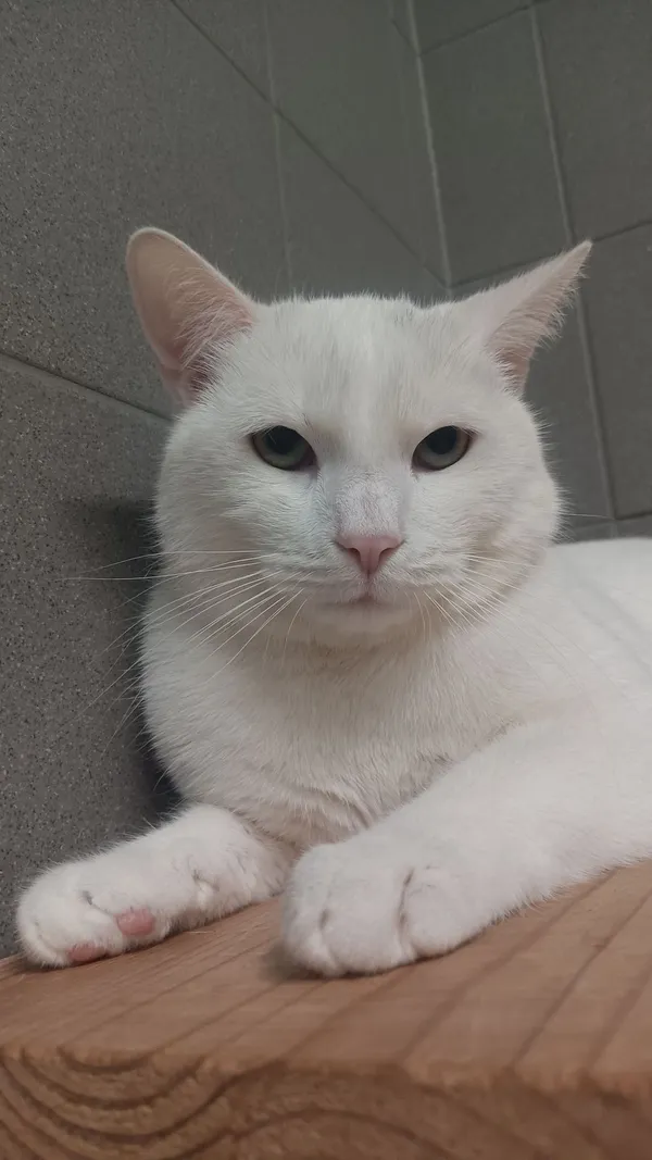 Kot do adopcji, Sopot, 22 stycznia 2026 (1/3)