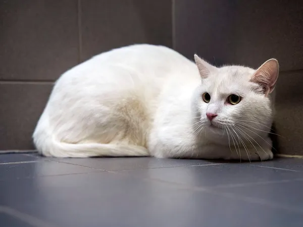 Kot do adopcji, Sopot, 22 stycznia 2026 (2/3)