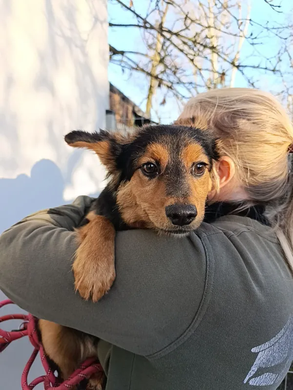 Pies do adopcji, Bełchatów, 29 października 2025 (1/5)