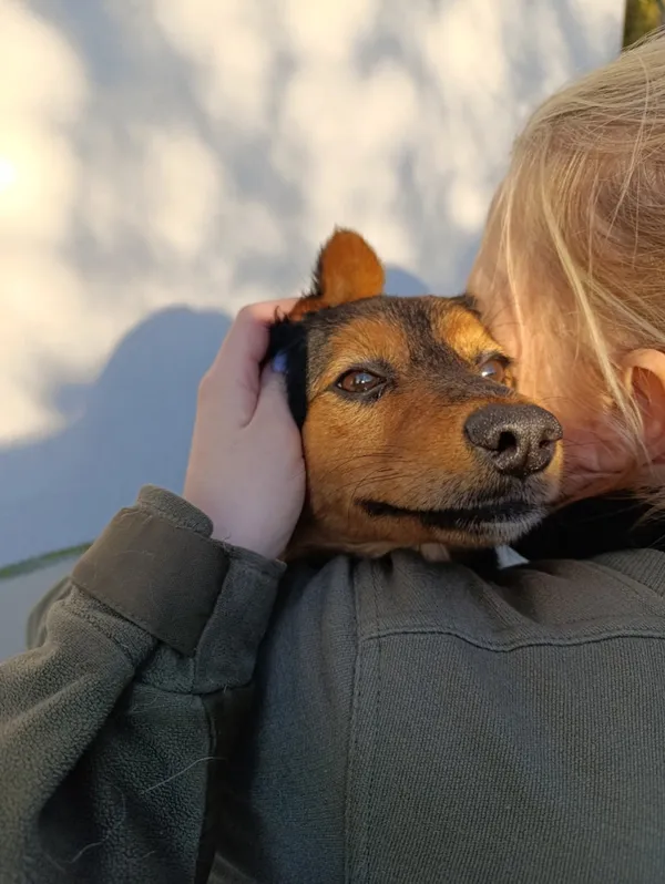 Pies do adopcji, Bełchatów, 29 października 2025 (4/5)