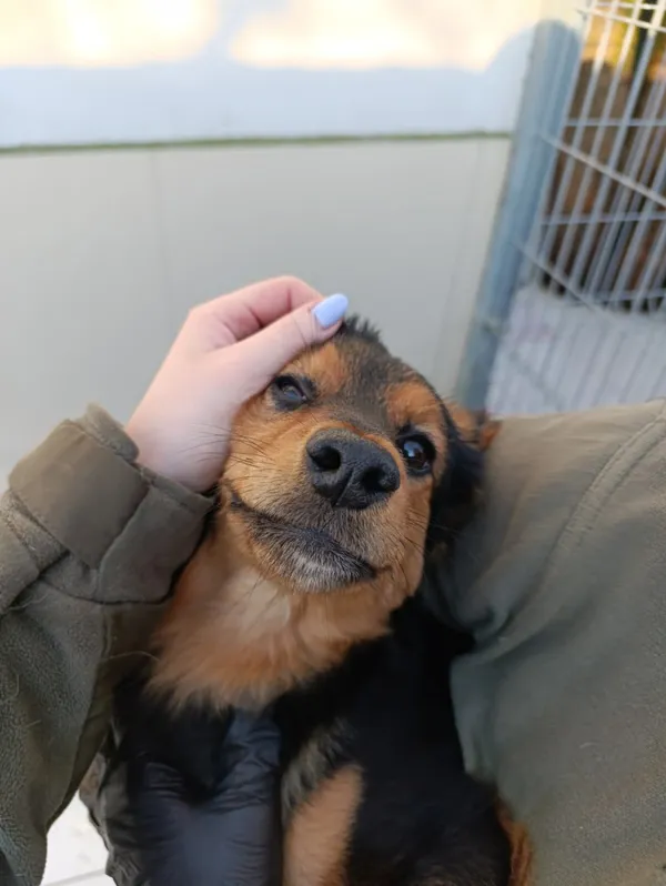 Pies do adopcji, Bełchatów, 29 października 2025 (5/5)