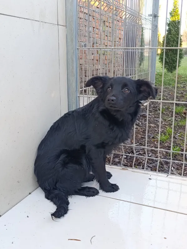 Pies do adopcji, Bełchatów, 29 października 2025 (1/5)