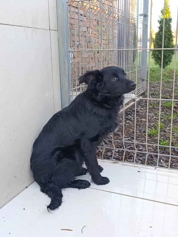 Pies do adopcji, Bełchatów, 29 października 2025 (2/5)